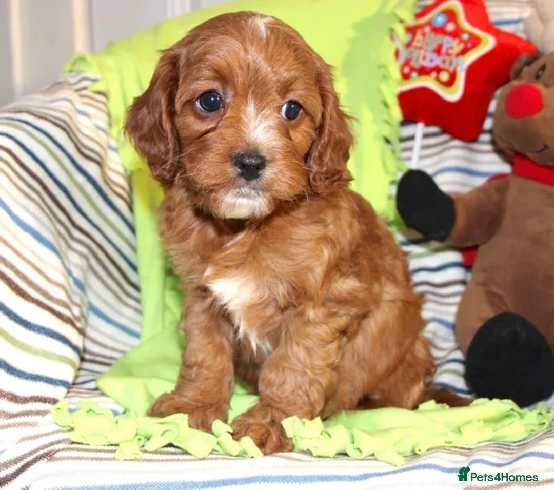 Cavapoo dogs for sale: Beautiful Cavapoo Looking For a New Home - Advert 3