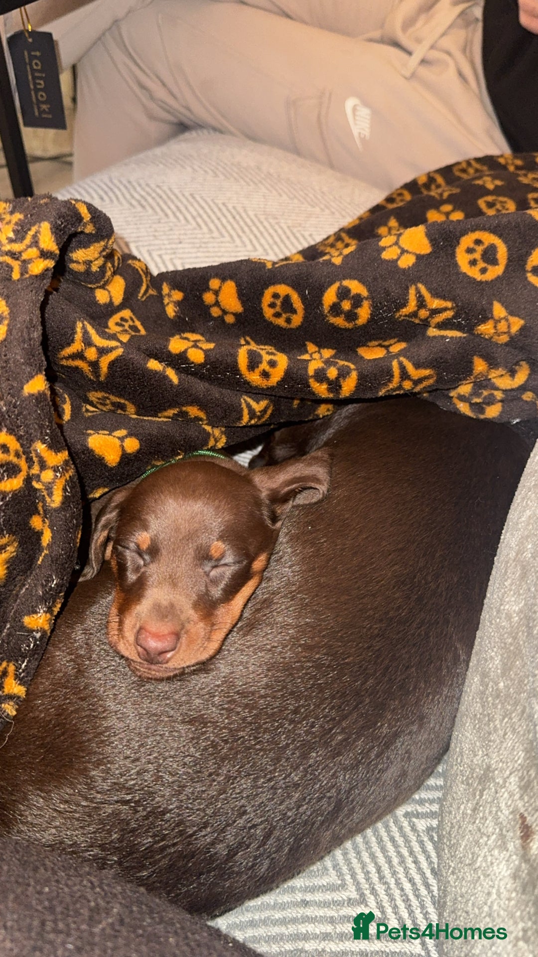 Miniature Dachshund dogs for stud: Stud PROVEN miniatures dachshund  - Advert 13