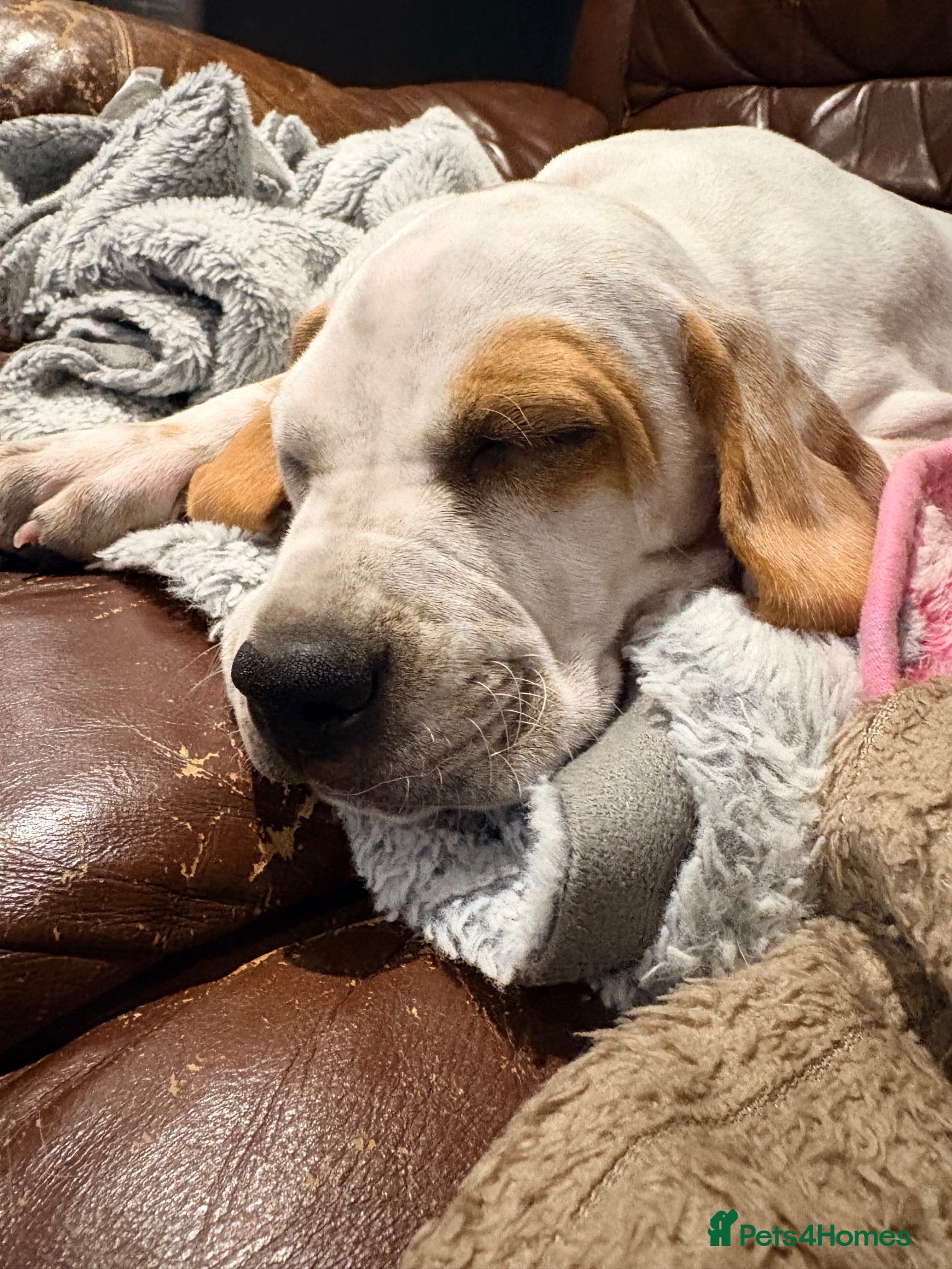 Pointer dogs Last gorgeous little boy looking for his new home - Advert 1