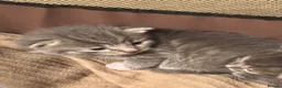 American Shorthair cats for sale: 5 BEAUTIFUL GREY KITTENS - Advert 14