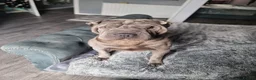 Shar Pei dogs for sale: Male and female shar pei - Advert 9