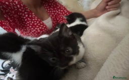 Mixed Breed cats for sale: Beautiful marking very fluffy  - Image 17