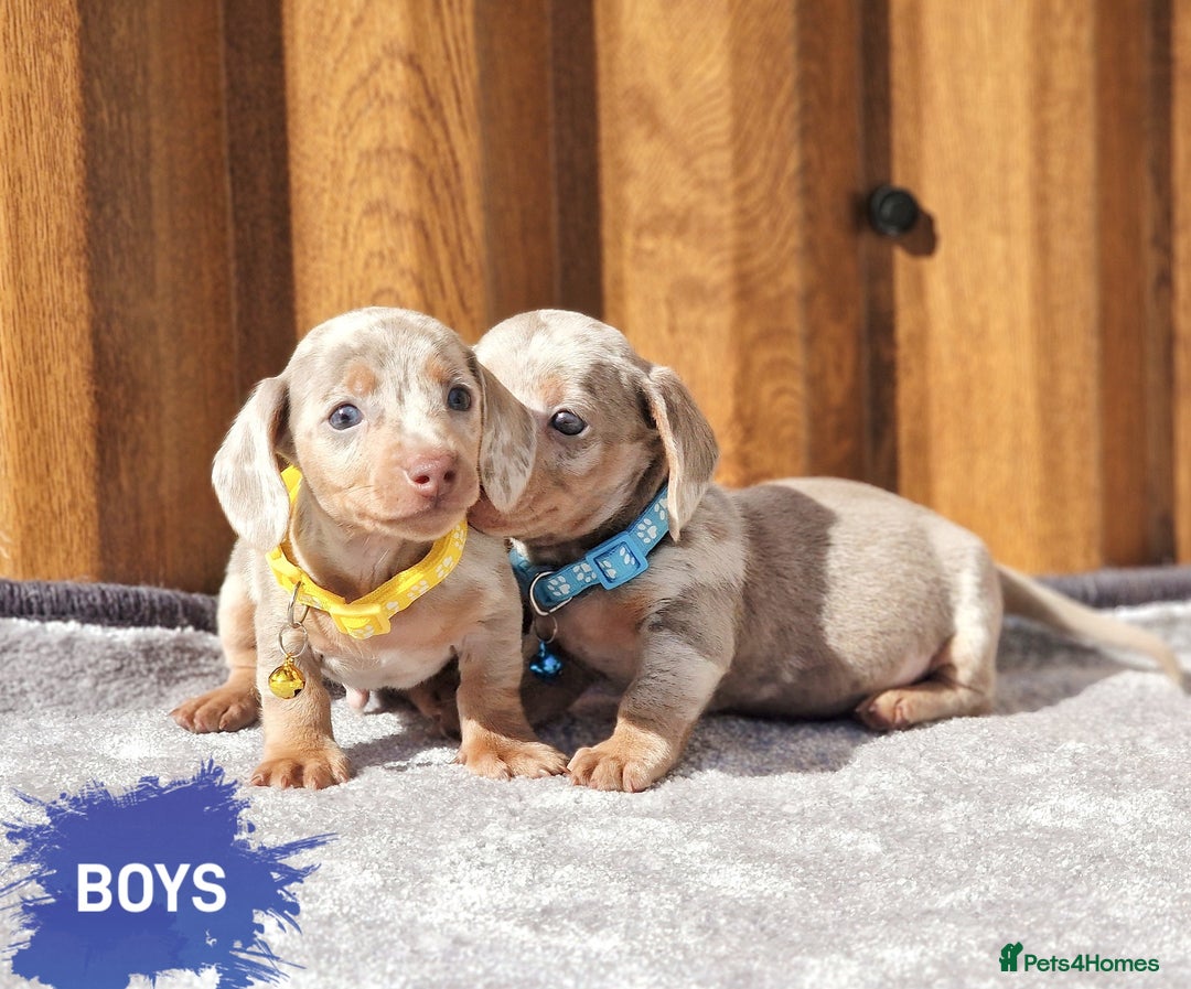 Dachshund dogs for sale: ISABELLA DAPPLE FEMALES AVAILABLE  - Image 12