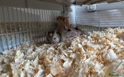 Gerbil rodents for sale: Free Gerbils – Looking for Loving Homes - Image 3