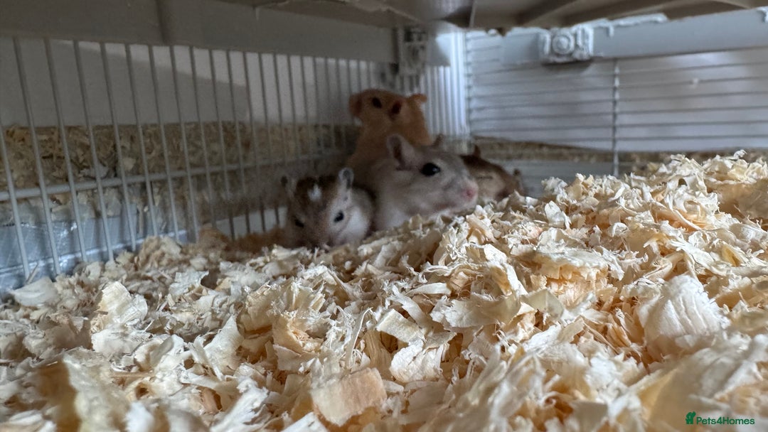 Gerbil rodents for sale: Free Gerbils – Looking for Loving Homes - Image 3