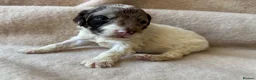 Sproodle dogs for sale: F1 Sproodle Puppies  - Advert 3