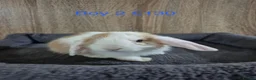 Mini Lop rabbits for sale: Pure Baby Mini Lops For Sale - Advert 15