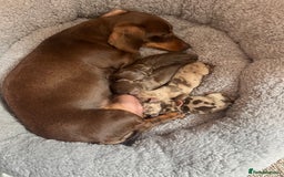 Miniature Dachshund dogs for sale: Smooth Miniature Dachshund Puppies  - Image 8
