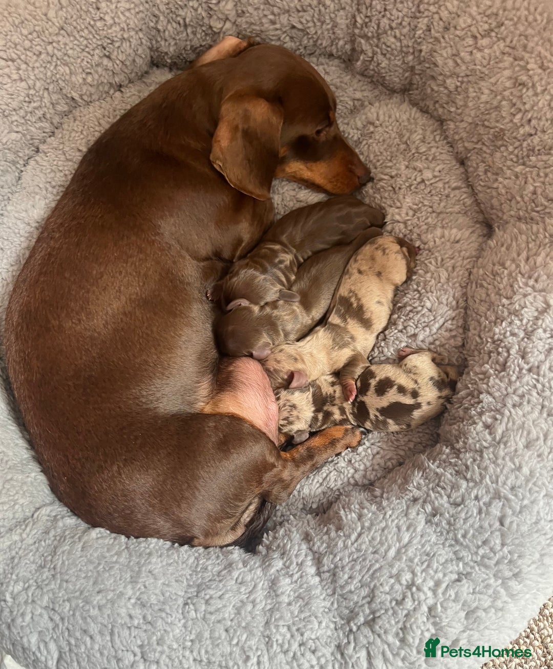 Miniature Dachshund dogs for sale: Smooth Miniature Dachshund Puppies  - Image 8