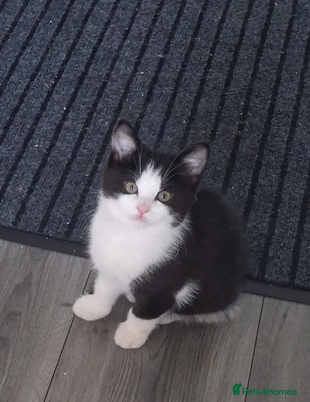 British Shorthair cats for sale: British Shorthair kitten cross  - Advert 1