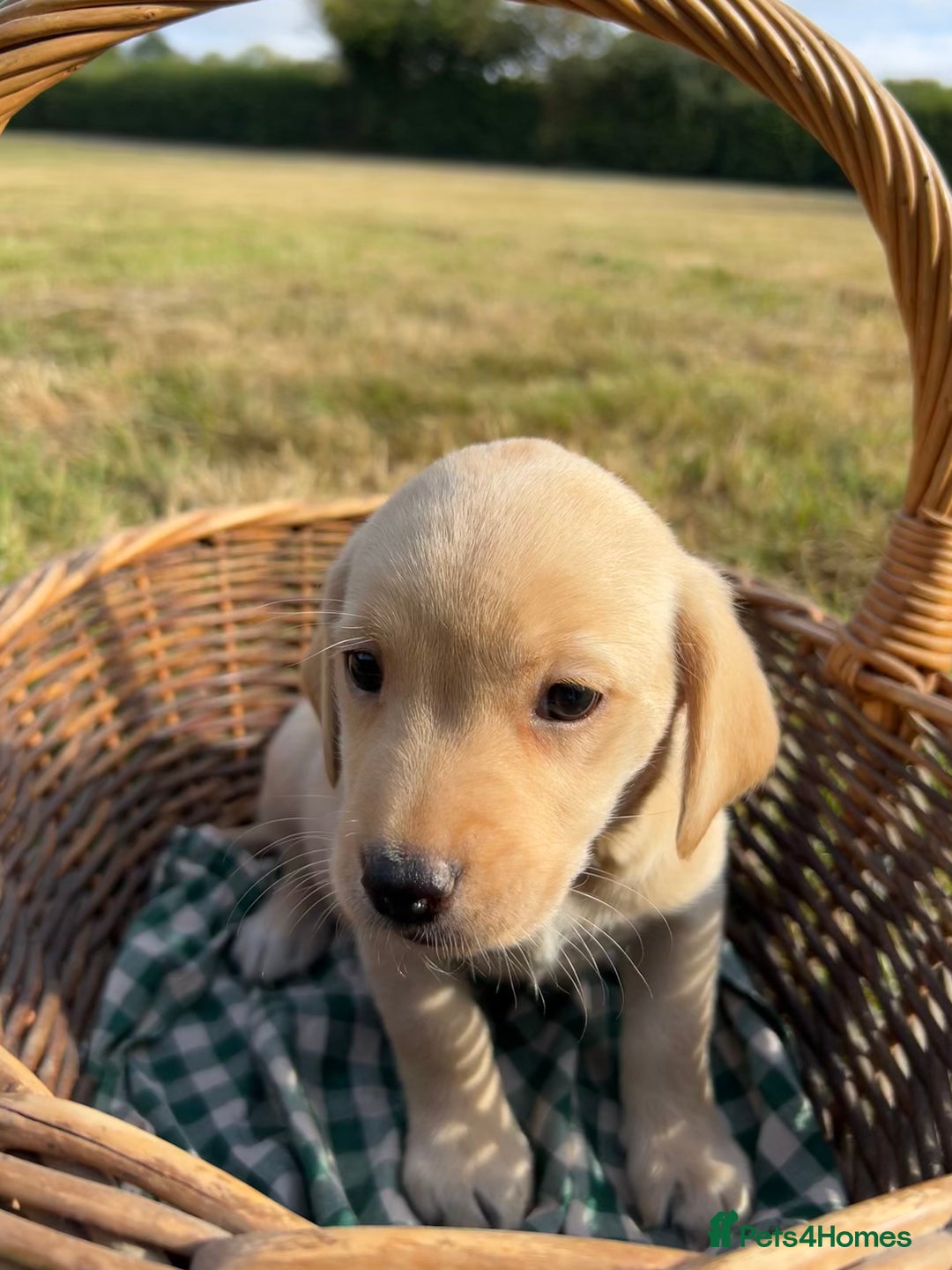 Labrador Retriever dogs for sale: Beautiful Working Labrador Puppies KC Registered  - Image 9