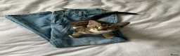 Mixed Breed cats for sale: READY TO GO !!! Mixed breed Maine Coons  in Hull - Advert 6