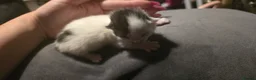 Mixed Breed cats for sale: Kittens for sale - Advert 9