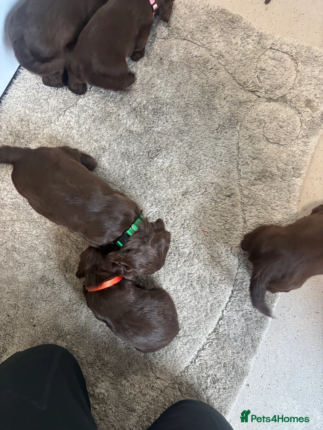 Cocker Spaniel dogs for sale: Cocker spaniel puppies  - Advert 13