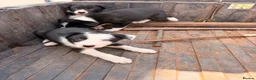 Border Collie dogs for sale: Beautiful male collie pups  - Advert 3
