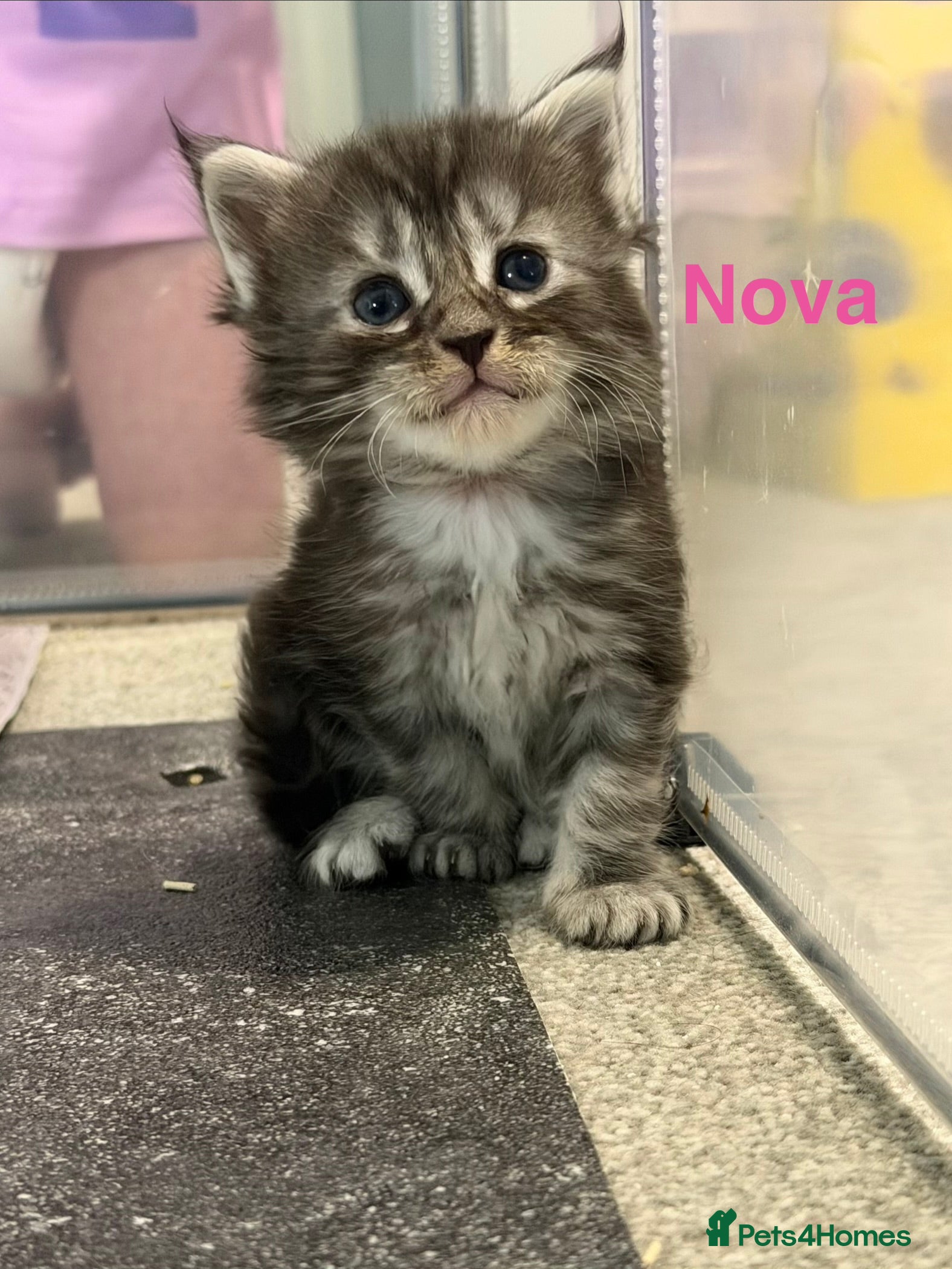 Maine Coon cats TICA Registered Maine Coon Kittens  - Advert 9