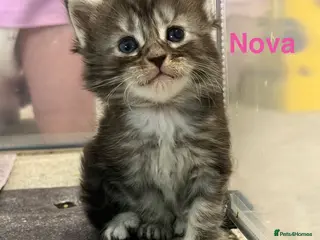 Maine Coon cats TICA Registered Maine Coon Kittens - Advert 9