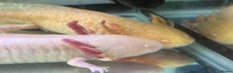 Axolotl reptiles for sale: Golden albino female and a very pale gold male. in Tredegar - Advert 2