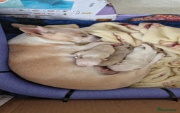 Chihuahua dogs for sale: Short-Haired Applehead Chihuahuas - Image 11