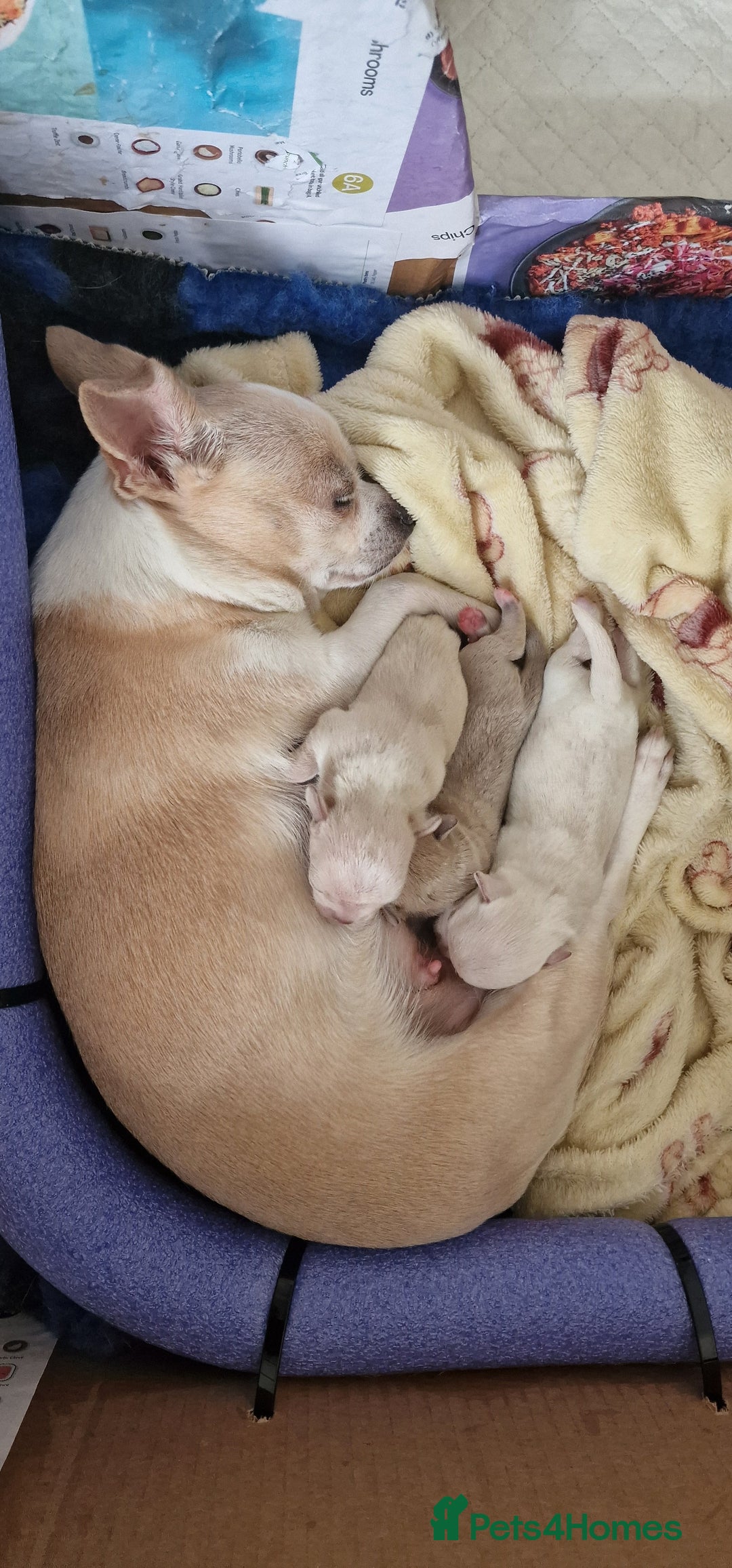 Chihuahua dogs for sale: Short-Haired Applehead Chihuahuas - Image 11