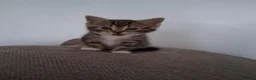 Mixed Breed cats for sale: Kittens 4 sale in Bishop Auckland - Advert 8