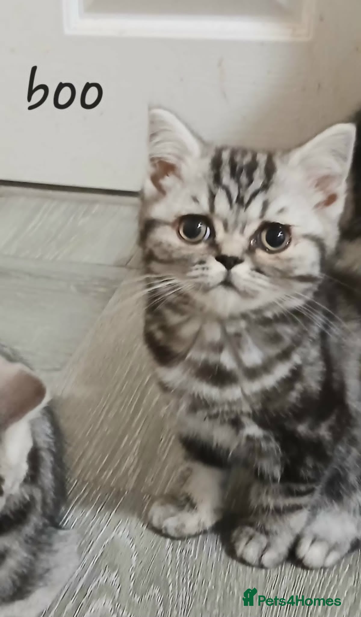 British Shorthair cats Bsh. Silver Classic Tabby .TICA. - Advert 9
