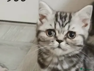 British Shorthair cats Bsh. Silver Classic Tabby .TICA. - Advert 9