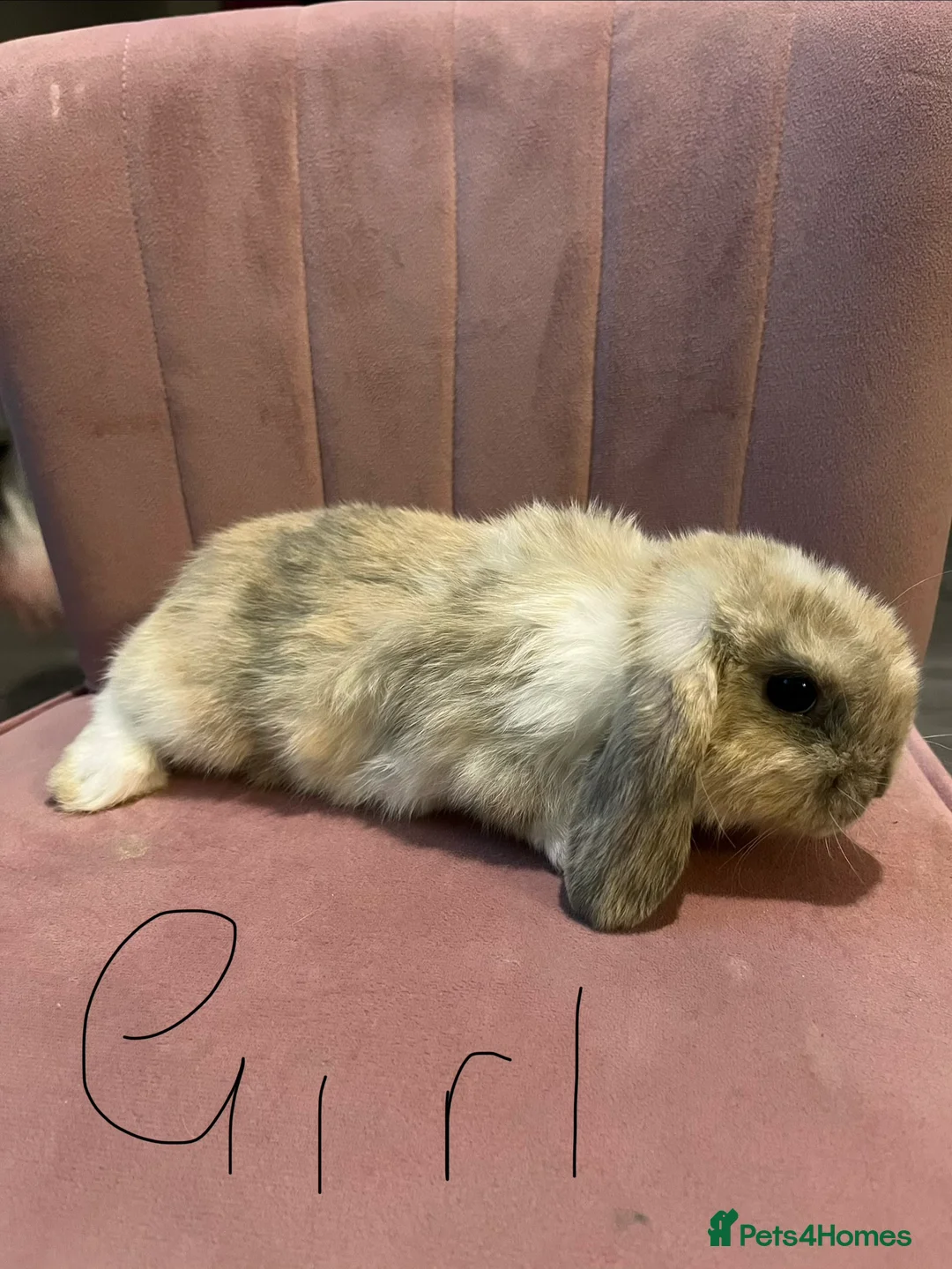Mini Lop rabbits for sale: Mini lop - Advert 3