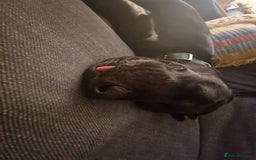 Mixed Breed dogs for sale: Lab-Staffy cross 8 months - Image 24
