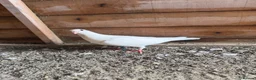 Pigeons birds for sale: Logan pigeons for sale  - Advert 5