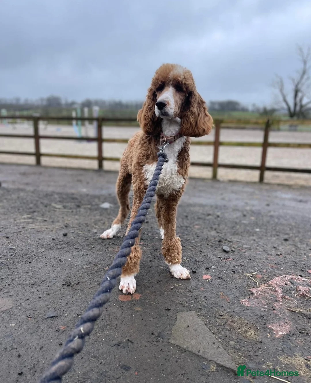 Bordoodle dogs for sale: Stunning boys looking for ever homes - Advert 8