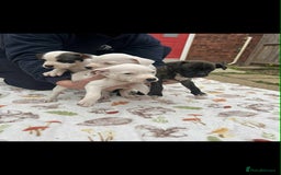 Staffordshire Bull Terrier dogs for sale: Beautiful staff pups for sale - Image 20