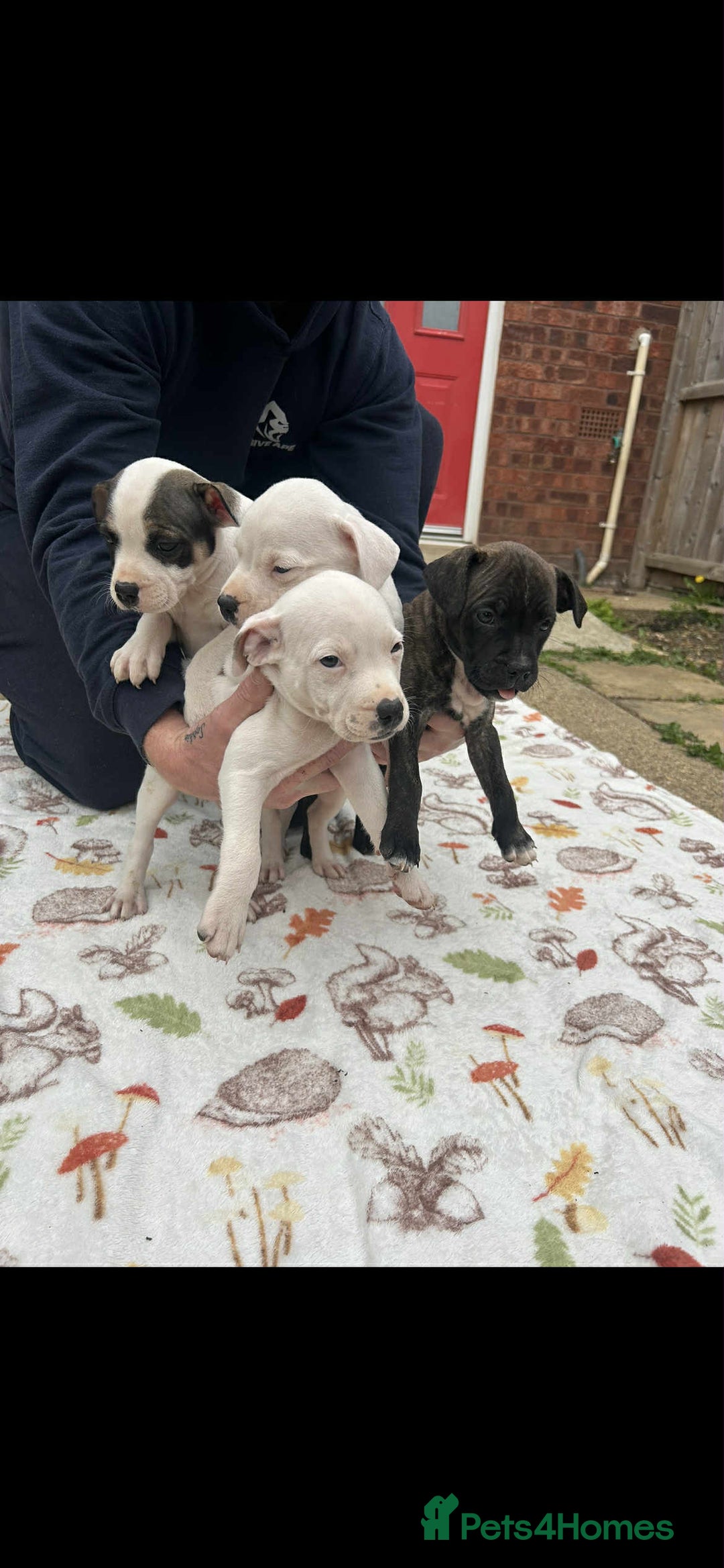 Staffordshire Bull Terrier dogs for sale: Beautiful staff pups for sale - Image 20