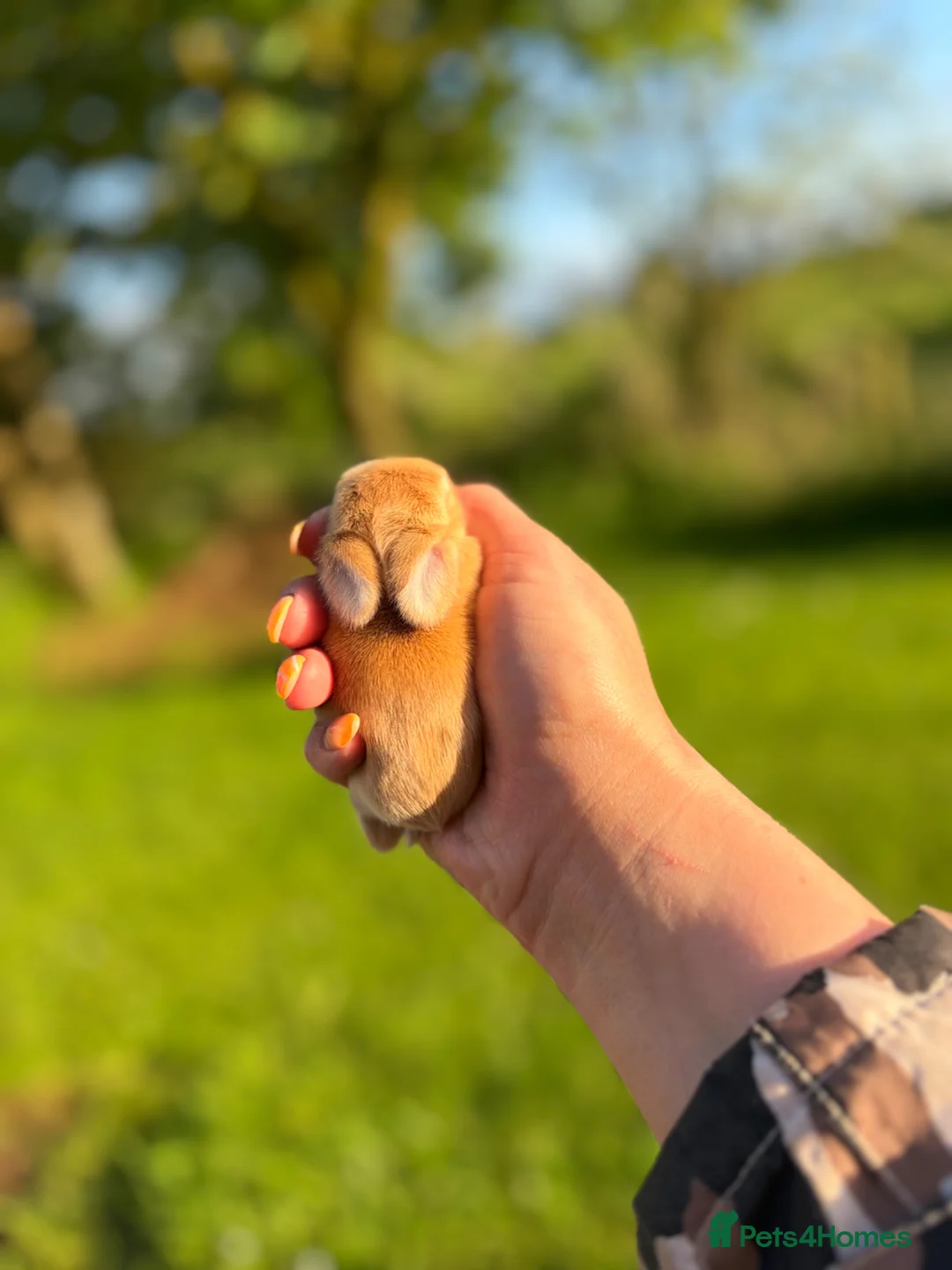 Mini Lop rabbits for sale: Friendly Mini Lops - Advert 6
