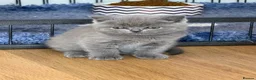 British Shorthair cats for sale: Stunning, super friendly, well bred, healthy, BSH - Advert 10