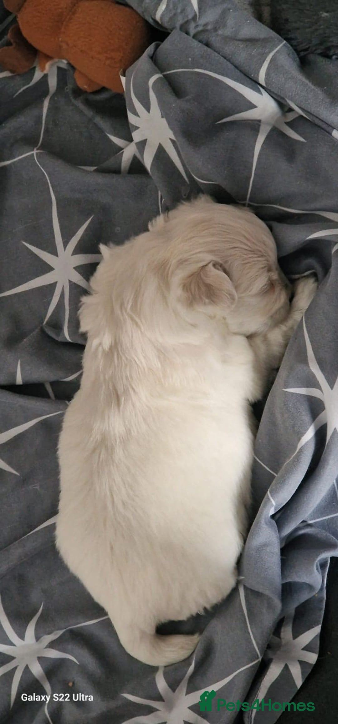 Maltese dogs for sale: Maltese puppies  - Image 8