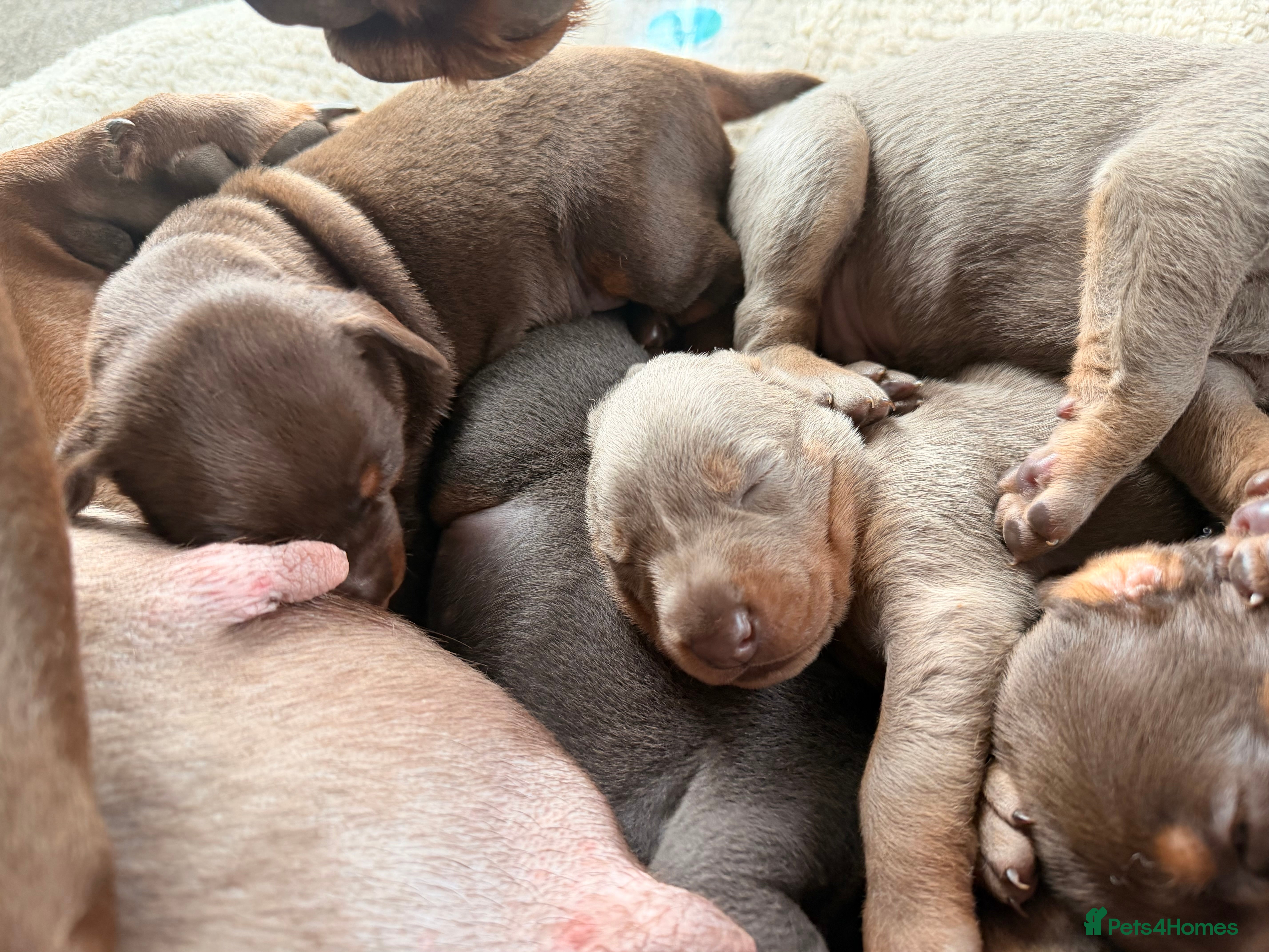 Dobermann dogs Doberman champion lines and health tested  - Advert 1