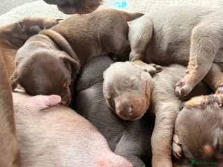 Dobermann dogs Doberman champion lines and health tested - Advert 5