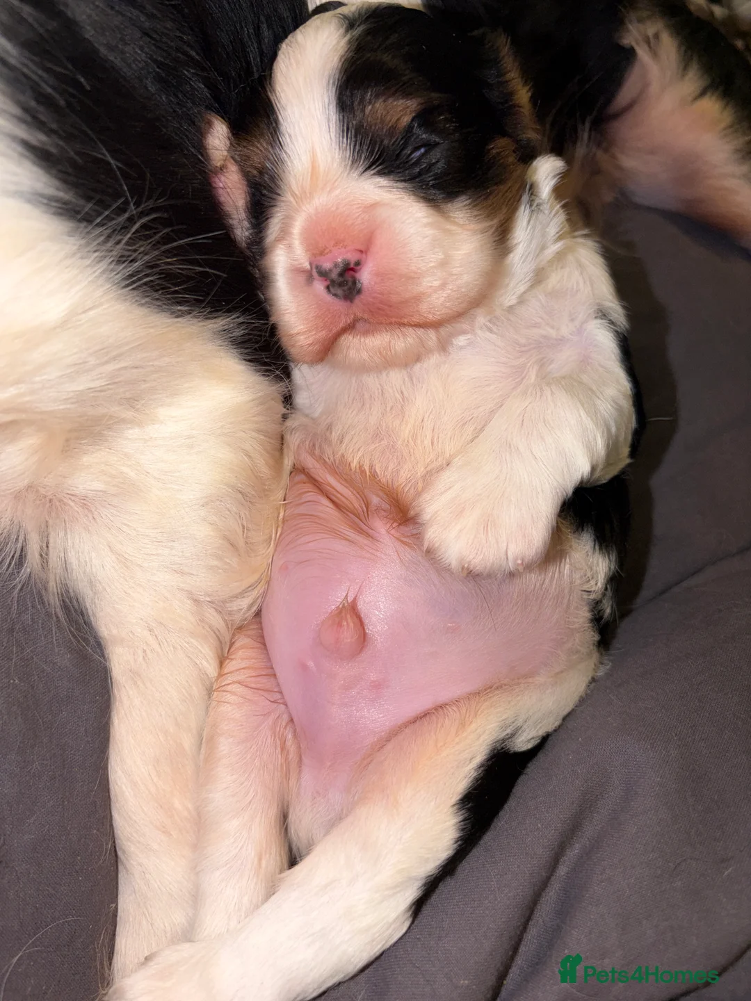 Cavalier King Charles Spaniel dogs for sale: Beautiful tri boy available  - Advert 7