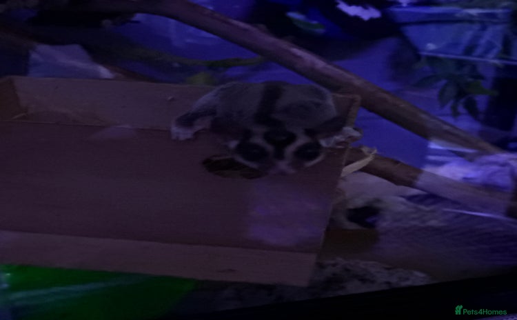 Sugar Glider rodents - Advert 1
