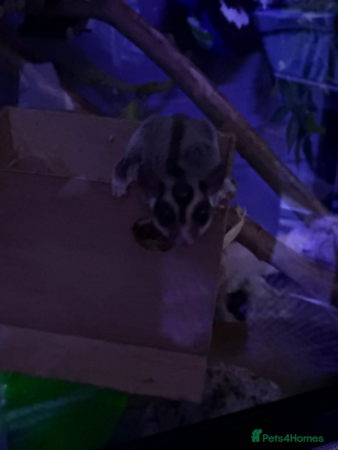Sugar Glider rodents for sale: breeding pair of sugar gliders  - Image 1
