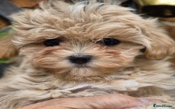 Maltipoo dogs for sale: Amazing TeddyBear Asian Korean Maltipoo puppies - Image 16