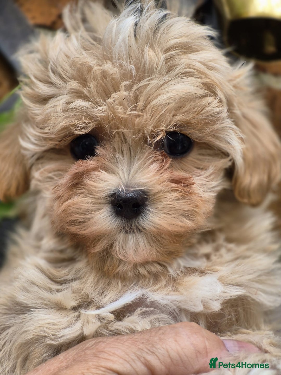 Maltipoo dogs for sale: Amazing TeddyBear Asian Korean Maltipoo puppies - Image 16