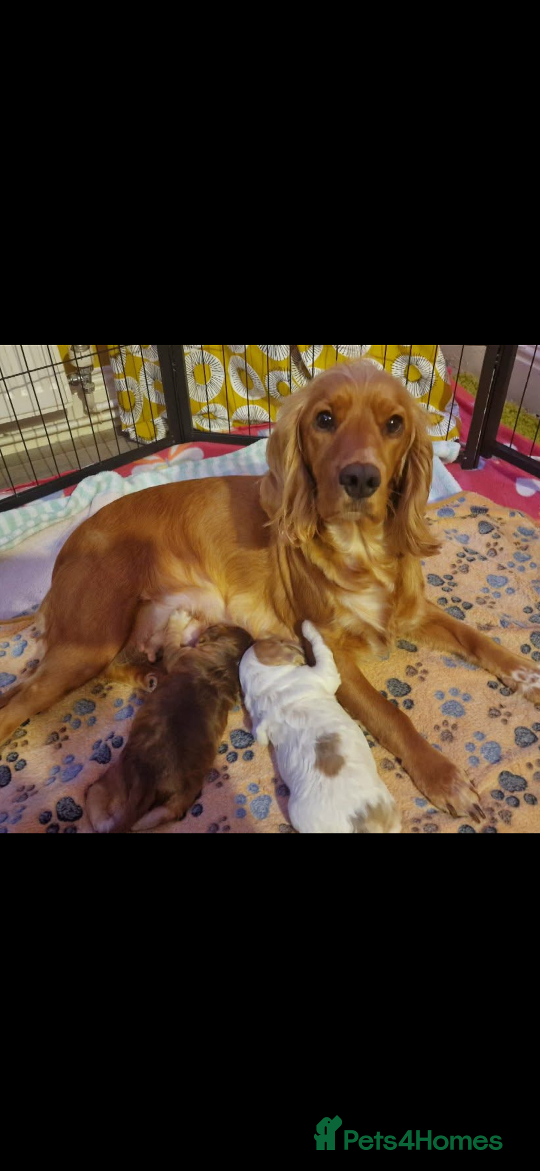 Cocker Spaniel dogs for sale: Lemon roan showtype cockerspaniel - Advert 13