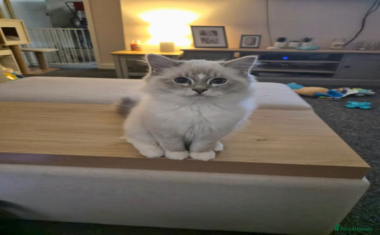 Ragdoll cats - Advert 9