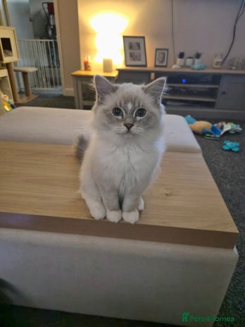 Ragdoll cats - Advert 1