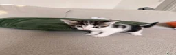 Mixed Breed cats for sale: Gorgeous kittens  in Woking - Advert 3