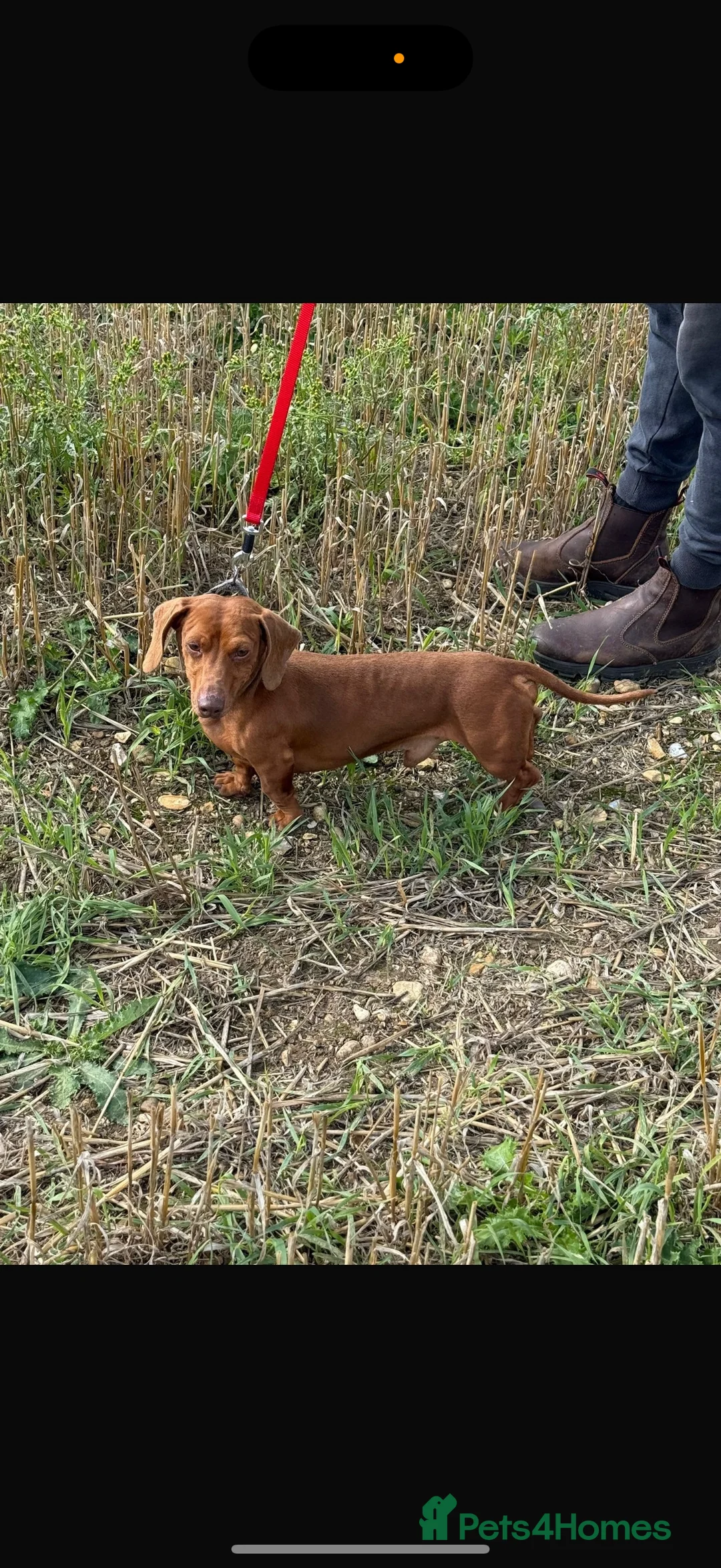 Dachshund dogs for sale: 🐶Adorable Dachshund Puppies-3 Boys Available🐶 in Hemel Hempstead - Advert 2