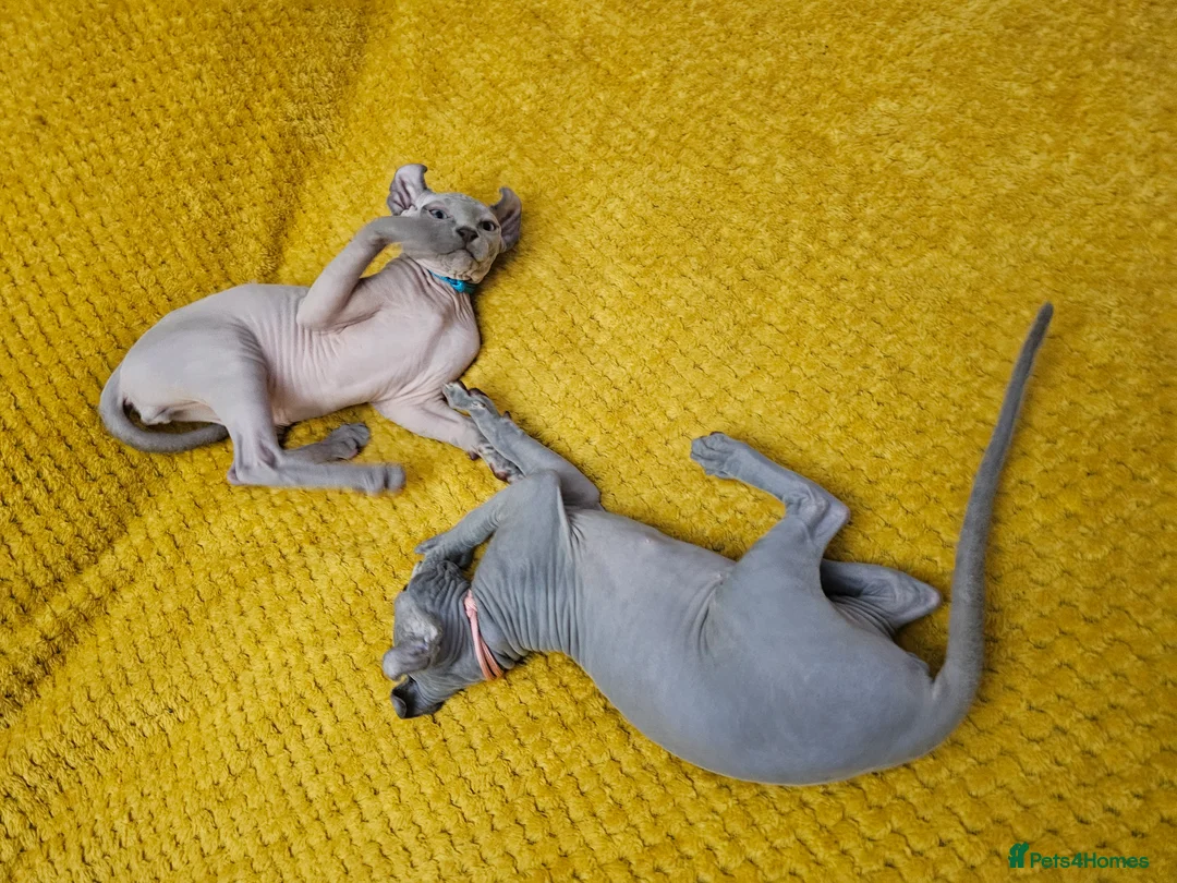 Sphynx cats for sale: Sphynx Elf kittens - Advert 20