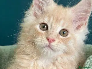 Maine Coon cats Pedigree Maine Coon kittens - Advert 14